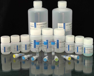 HPV DNA質(zhì)控品